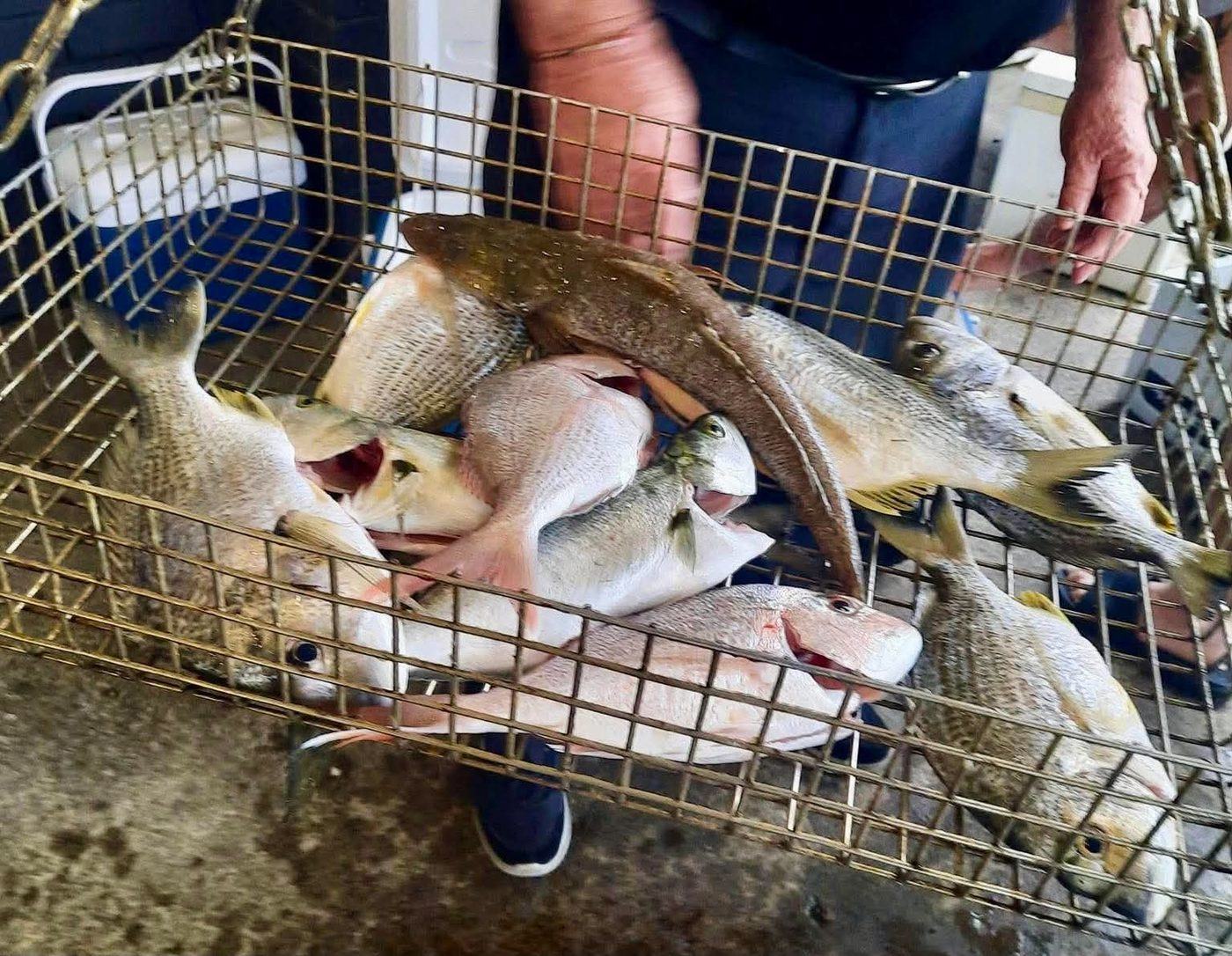 A weigh-in basket of bream, snapper and flathead at Teralba Bowling Club